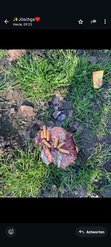 Giftköder-Fleischköder (mett) mit zigaretten-Profilbild