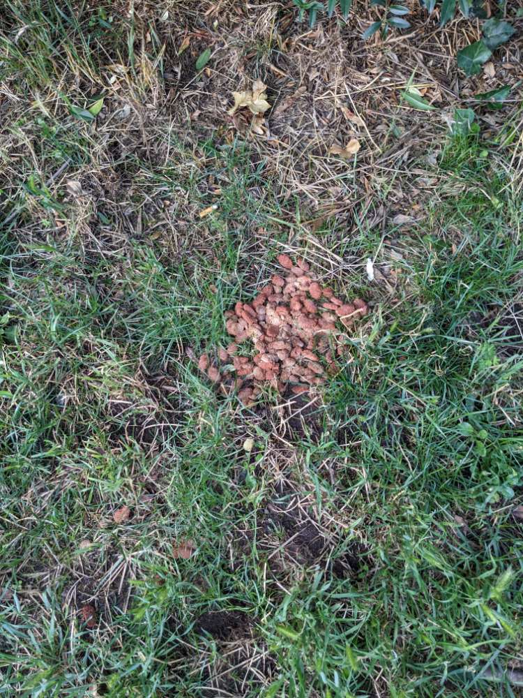 Giftköder-Ausgelegtes Futter-Profilbild