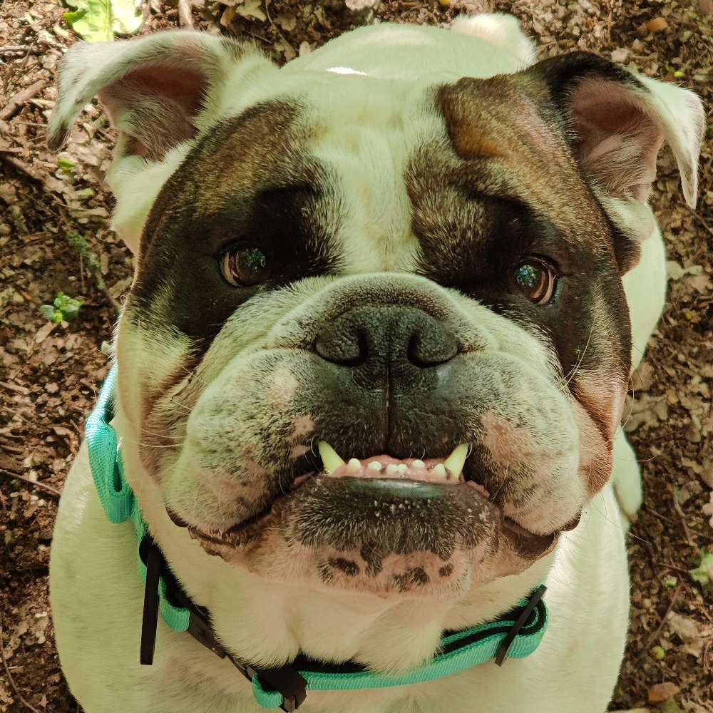 Hundetreffen-Spielpartner gesucht 🤩-Profilbild