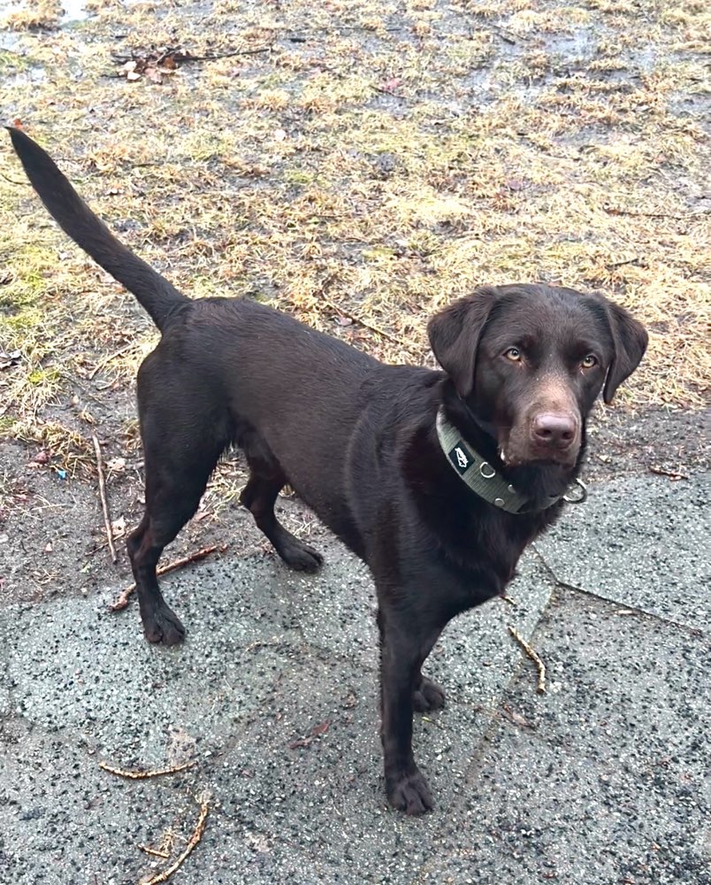 Hundetreffen-Play date mit Bailey. 🐶-Profilbild