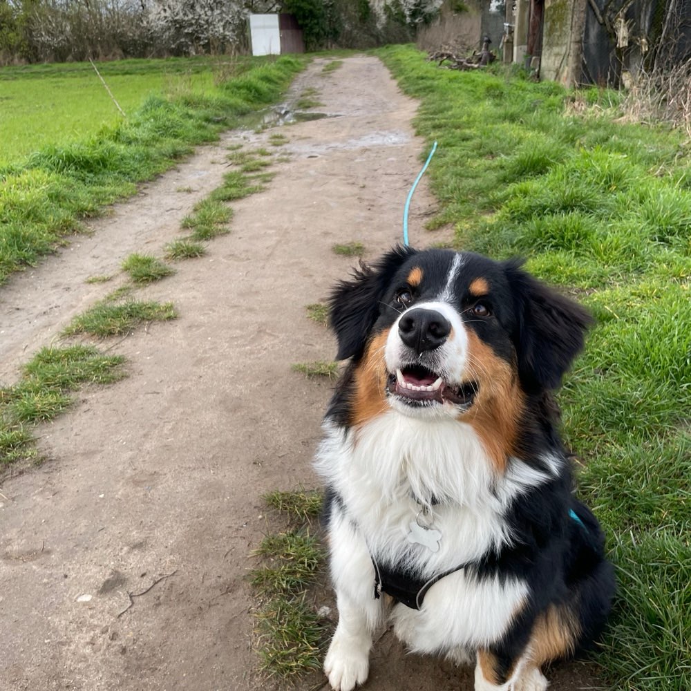 Hundetreffen-Gassi-, Trainings- und Spielfreund gesucht-Profilbild