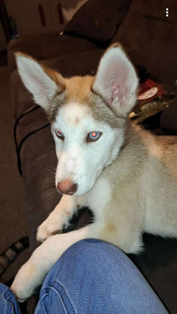 Hundetreffen-Wir suchen Freunde-Profilbild