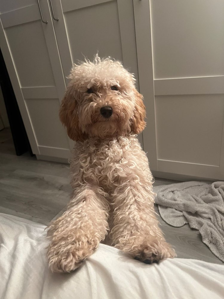 Hundetreffen-Loki freut sich über passende Spielpartner :)-Profilbild