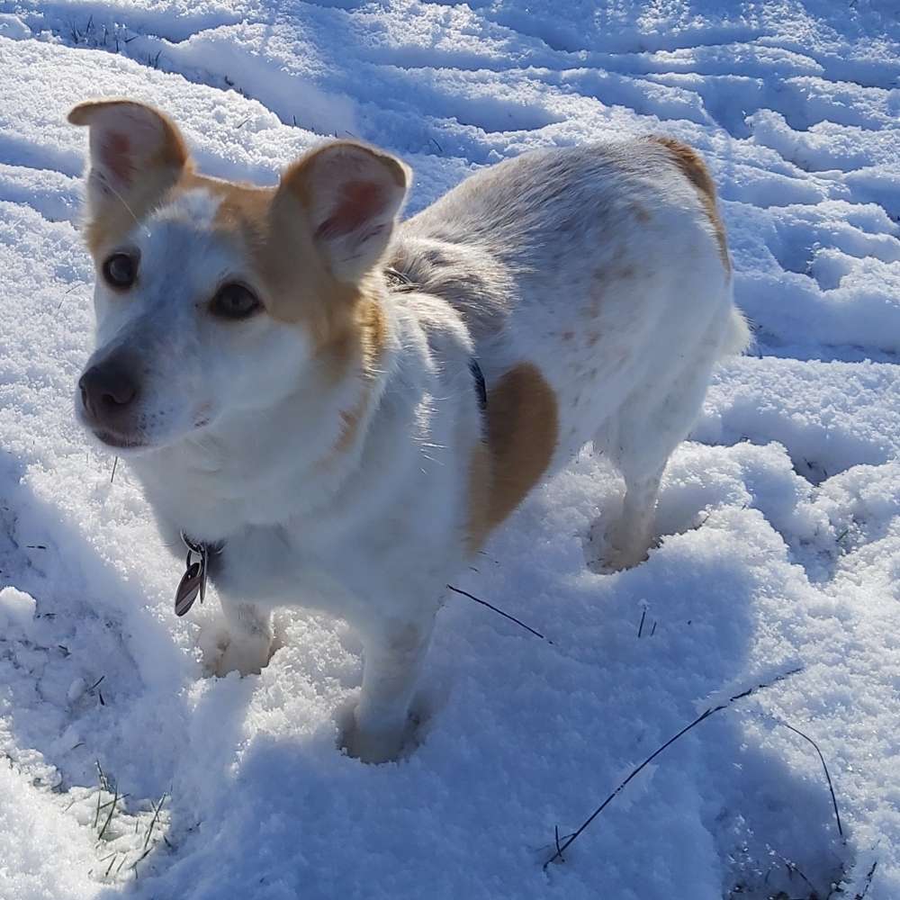 Hundetreffen-Suche Leute zum gemeinsamen Gassi gehen. Damit mein Hund zutraulicher fremden Hunden gegenüber wird.-Profilbild