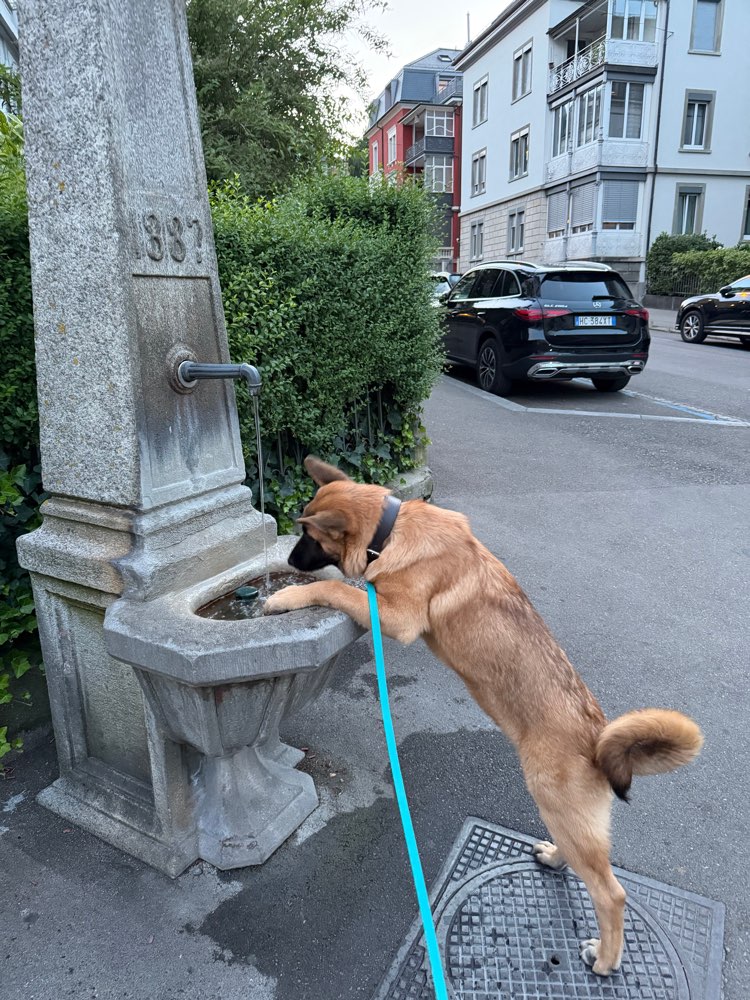 Hundetreffen-Playdate-Profilbild