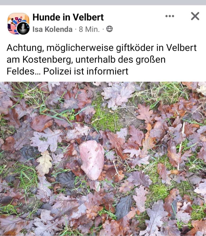 Giftköder-vermutlich Giftköder-Profilbild