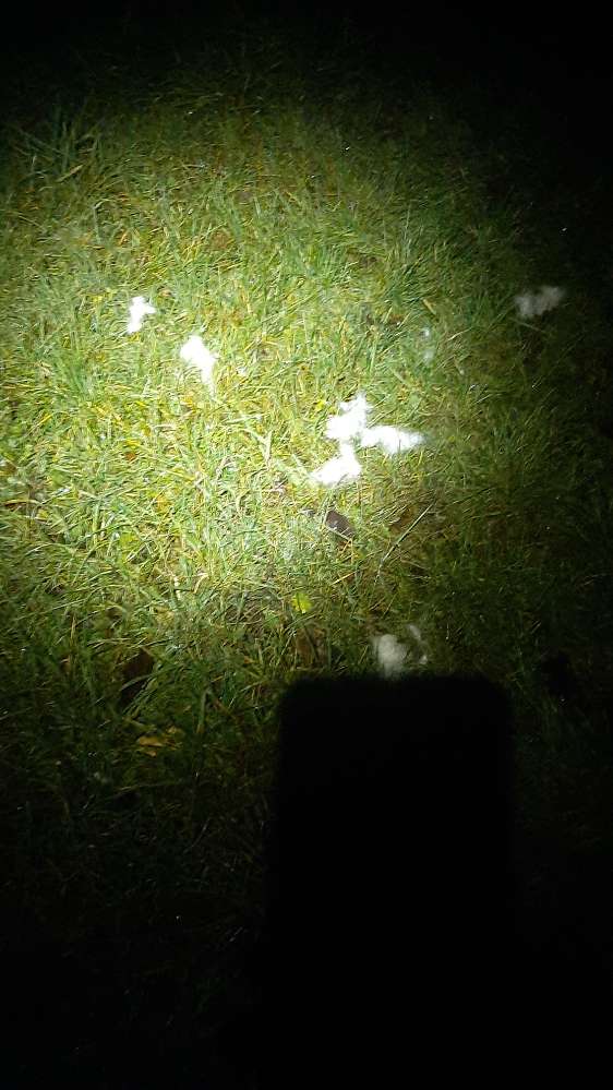 Giftköder-Eventuell Giftköder-Profilbild