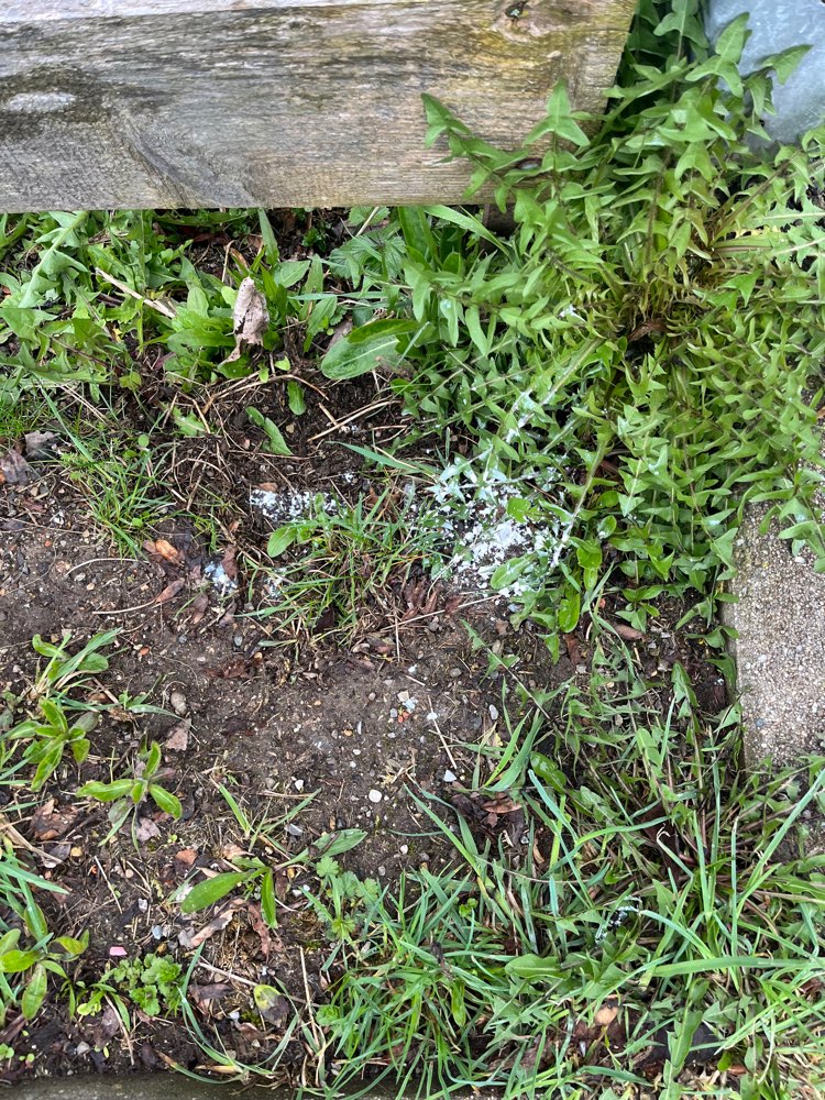 Giftköder-Möglicher Giftköder-Profilbild