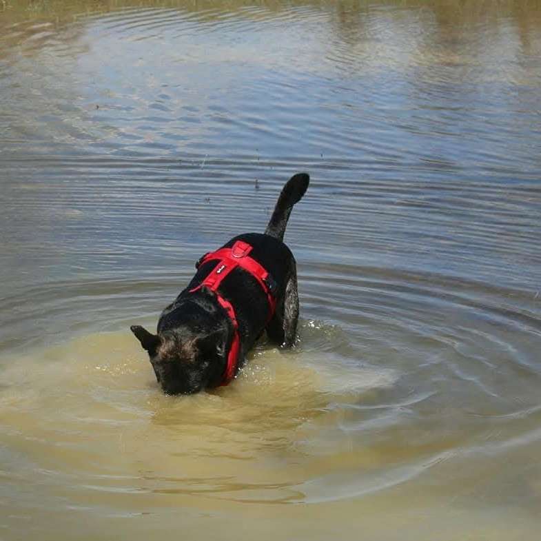 Hundetreffen-Zum Wandern, laufen und spielen-Profilbild