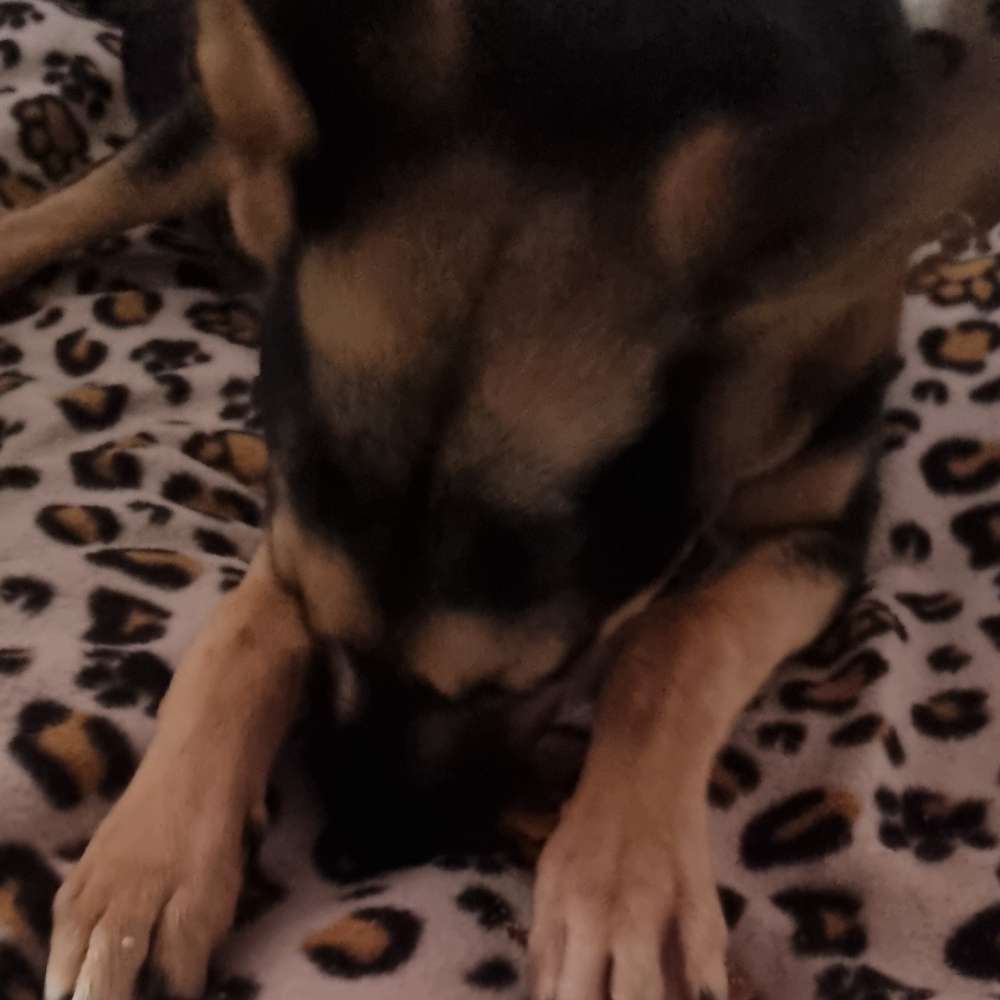 Hundetreffen-Welpentreffen in Berlin Marzahn-Profilbild