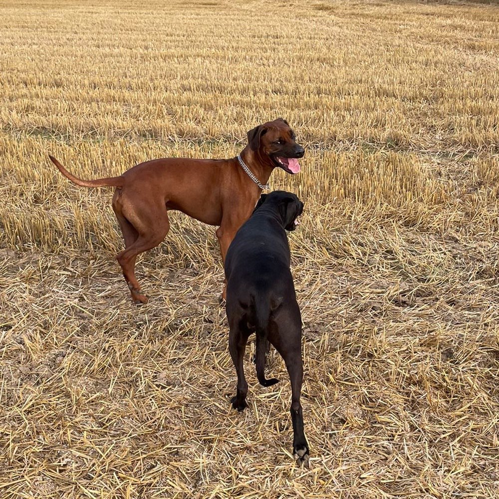 Hundetreffen-Spieltreffen in Schwerte-Profilbild