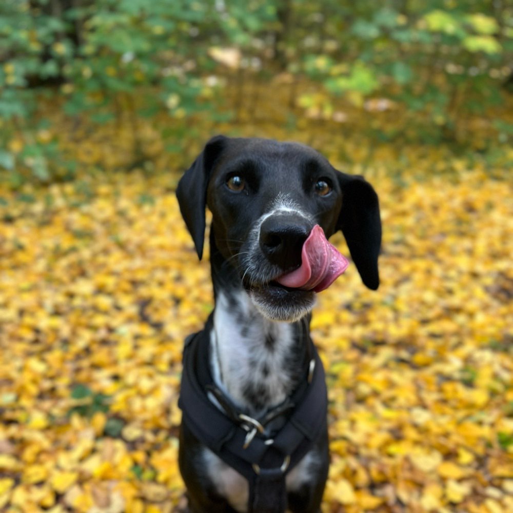 Hundetreffen-Liebe sensible Hundekumpels gesucht-Profilbild