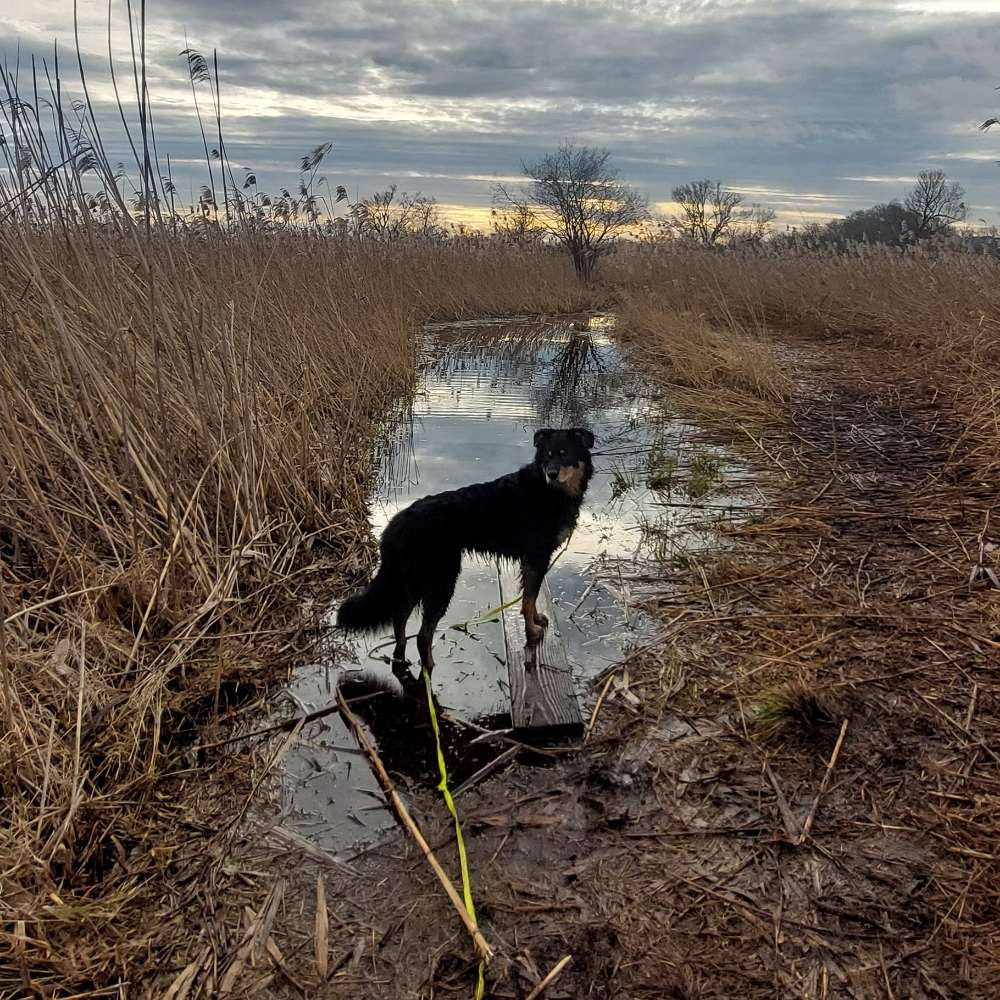 Hundetreffen-Altstadt/Ziegelhausen Gassi- u. Spielkameraden-Profilbild