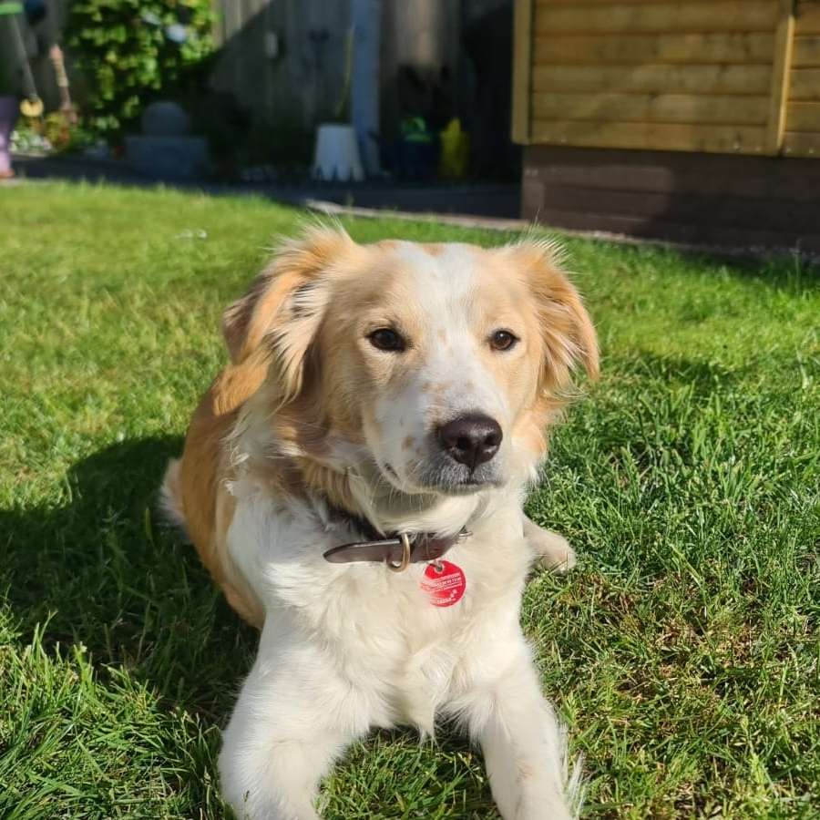 Hundetreffen-Bietet hier jemand social walk an für Leinenpöbler?-Profilbild