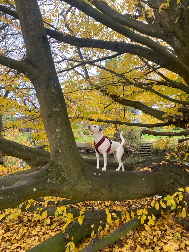 Hundetreffen-Hundefreunde gesucht-Profilbild