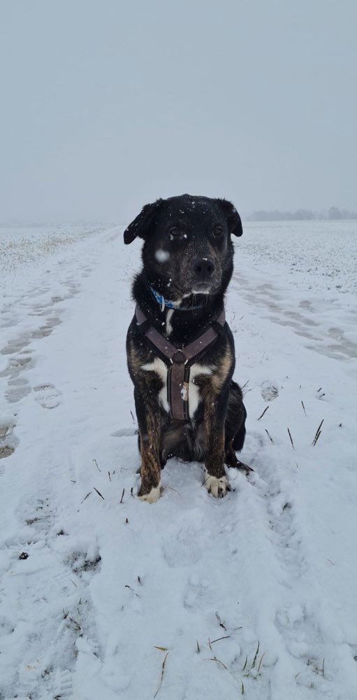 Hundetreffen-Begegnungstraining-Profilbild