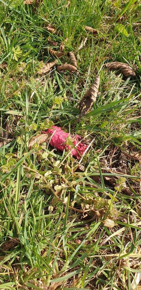 Giftköder-Vermutlich Giftköder-Profilbild