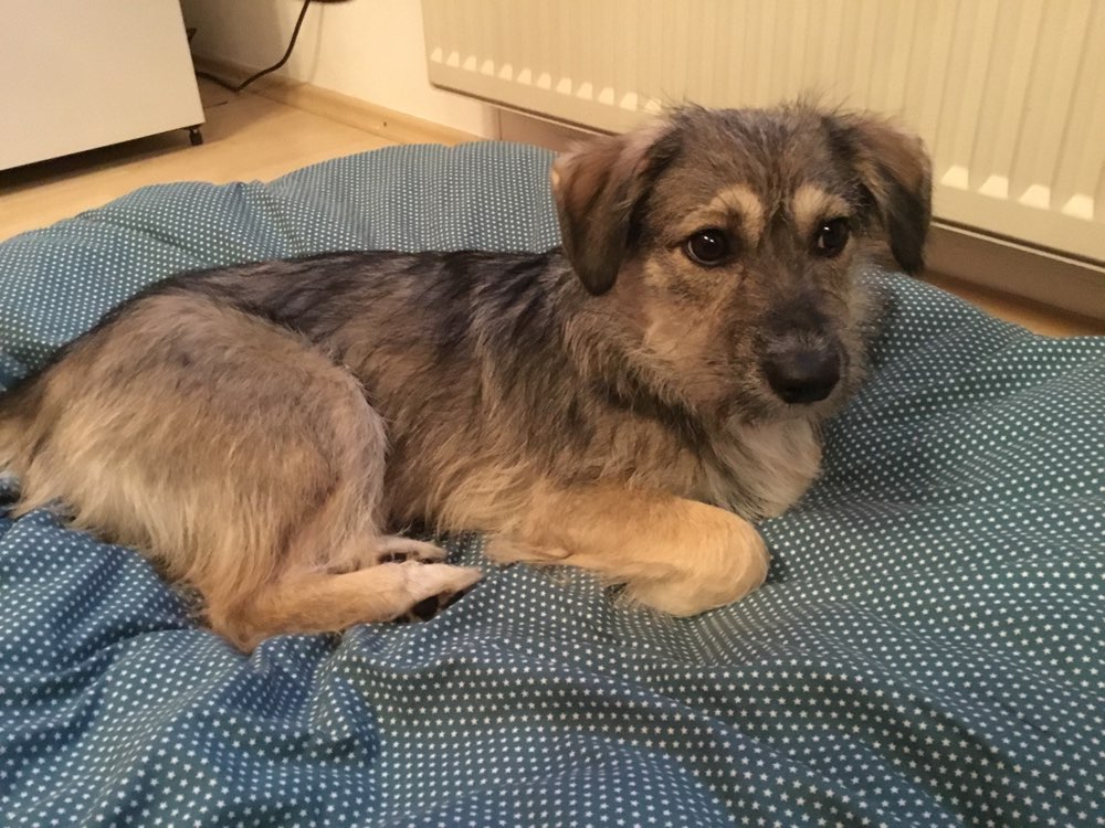 Hundetreffen-Spielrunde-Profilbild