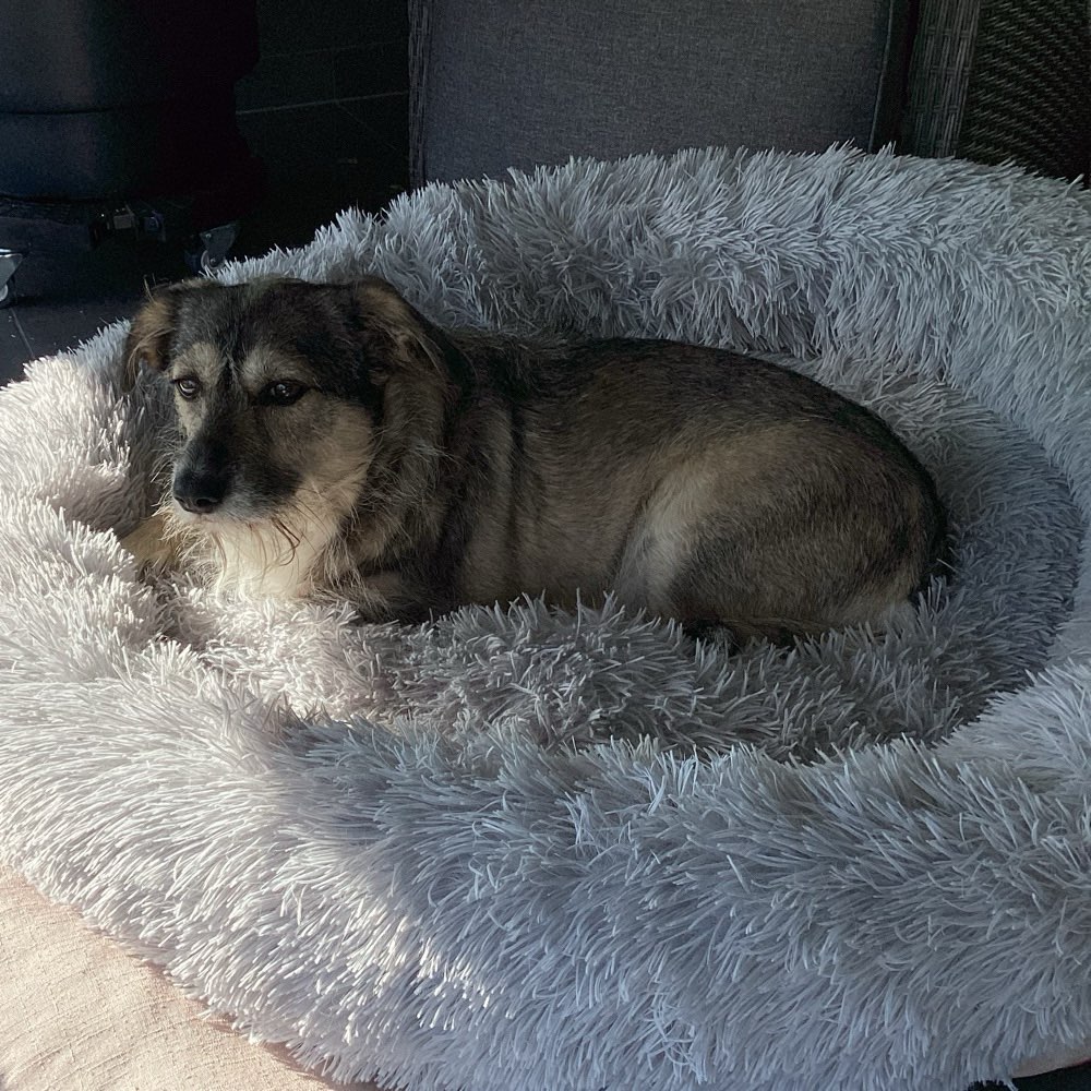 Hundetreffen-Spielrunde-Profilbild