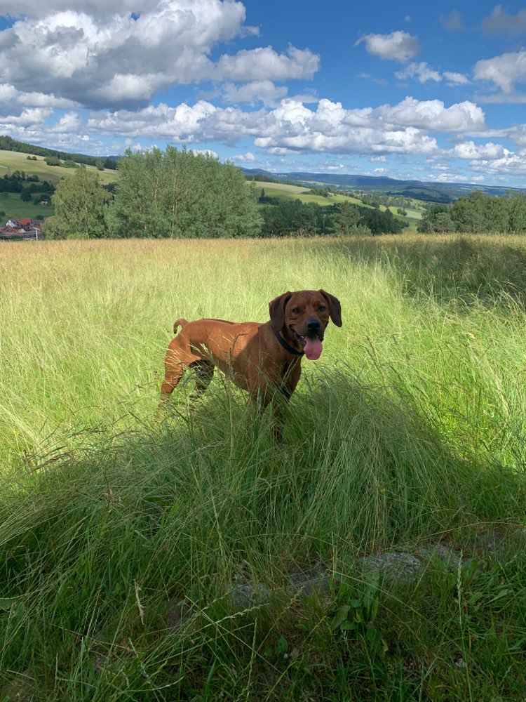 Hundetreffen-Treffen Hundespielplatz zella mehlis-Profilbild