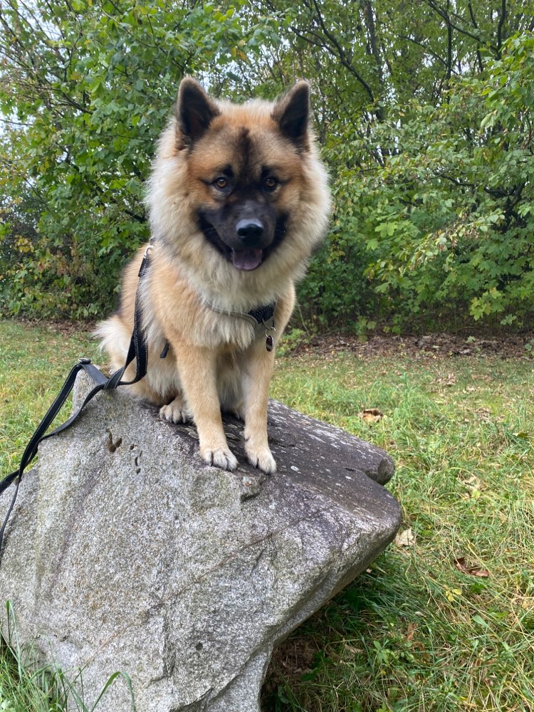 Hundetreffen-Spieltreffen-Profilbild