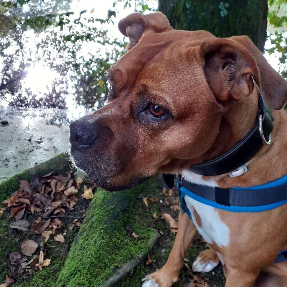 Hundetreffen-Suchen Gassi und Trainingspartner-Profilbild