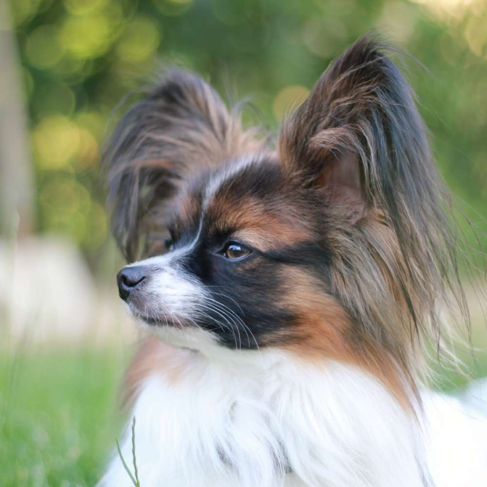 Hundetreffen-Trainingshelfer gesucht – Unterstütze mich im Hundetraining! 🐾-Profilbild