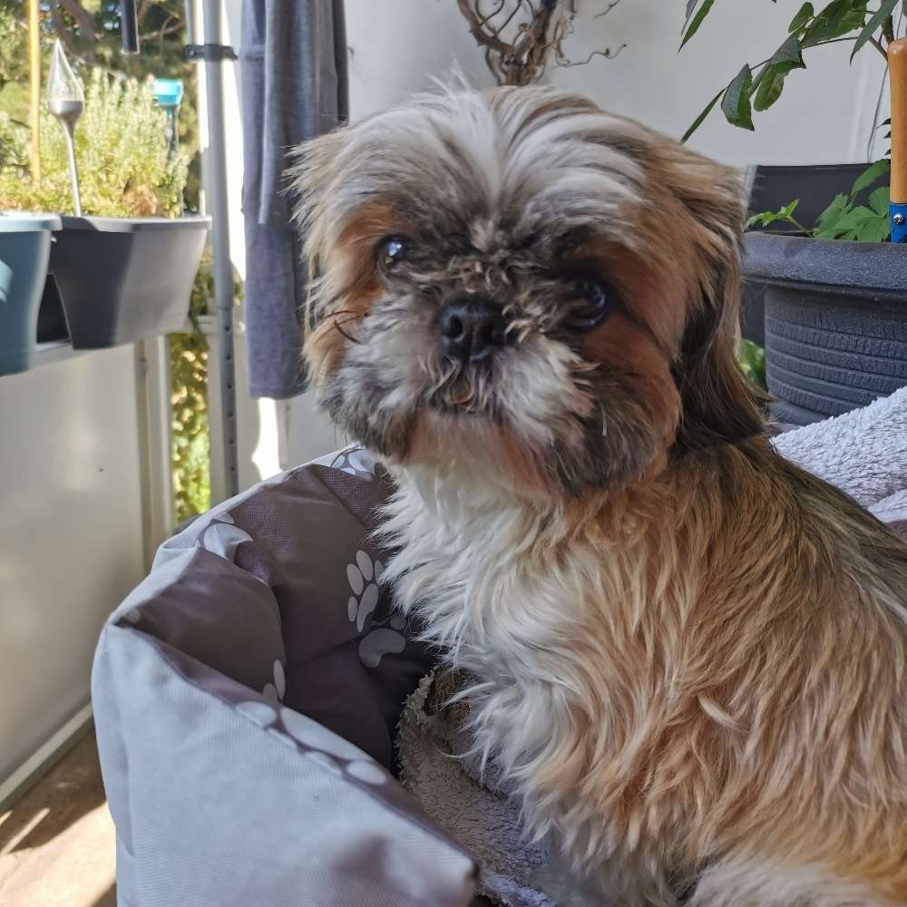 Hundetreffen-Hundewiese Marmstorf-Profilbild