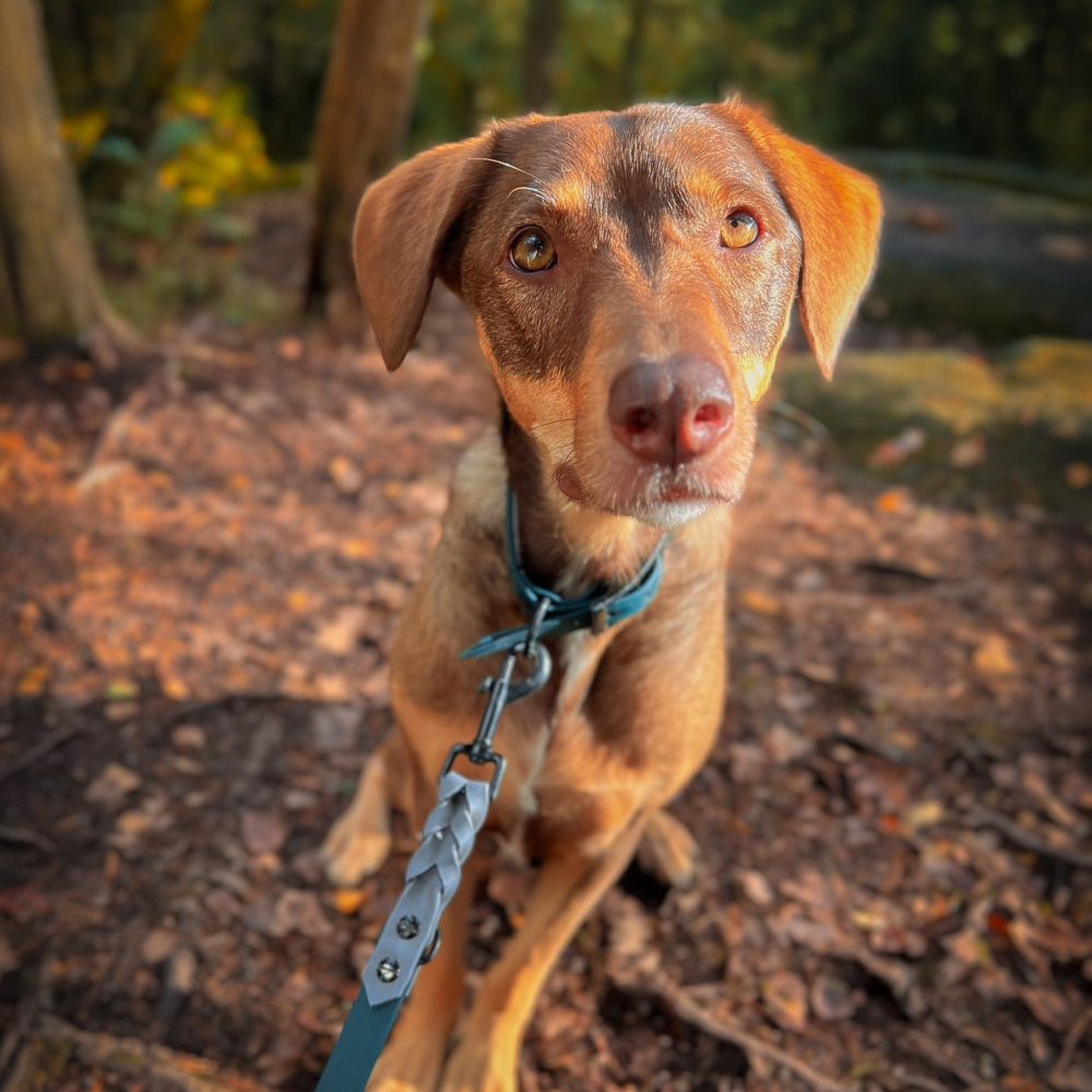 Hundetreffen-Gassi, Spielen und Training-Profilbild