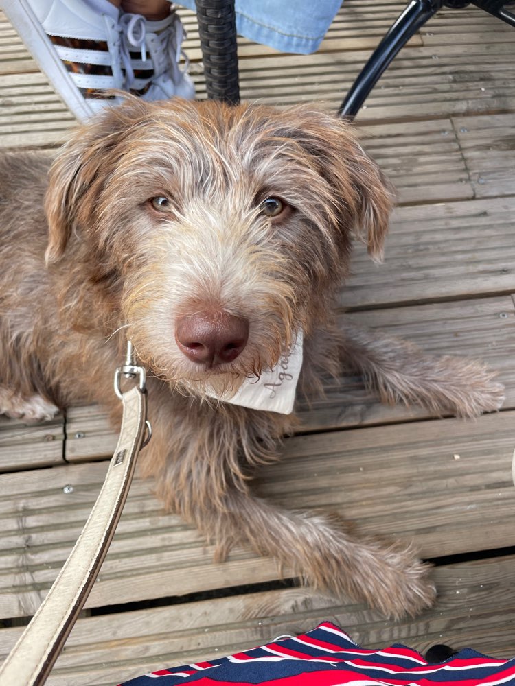 Hundetreffen-Entspannte Spaziergänge-Profilbild