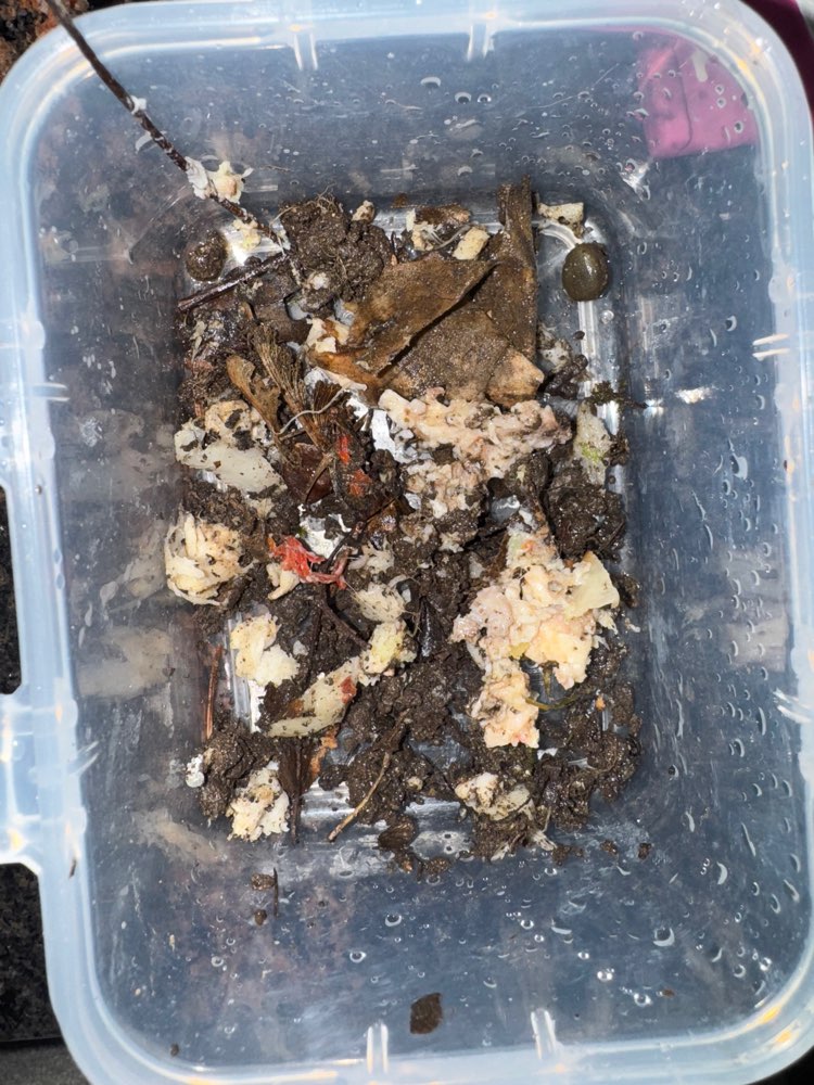 Giftköder-Evtl. Giftköder - unklar, was es ist-Profilbild