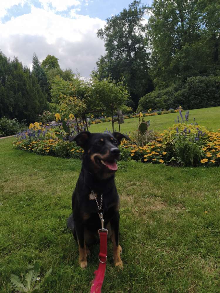 Hundetreffen-Gemeinsame Gassi-Runden um neue Freunde zu finden-Profilbild