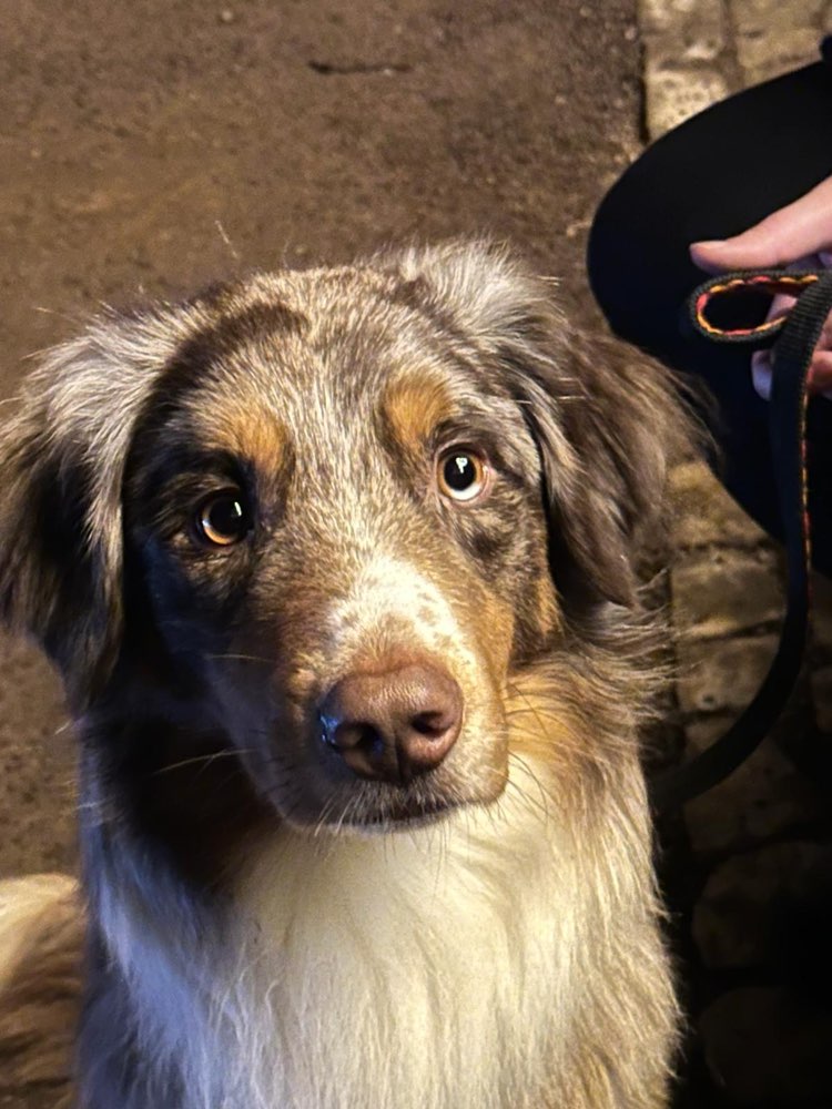 Hundetreffen-Neue Hundefreunde für Helvy-Profilbild