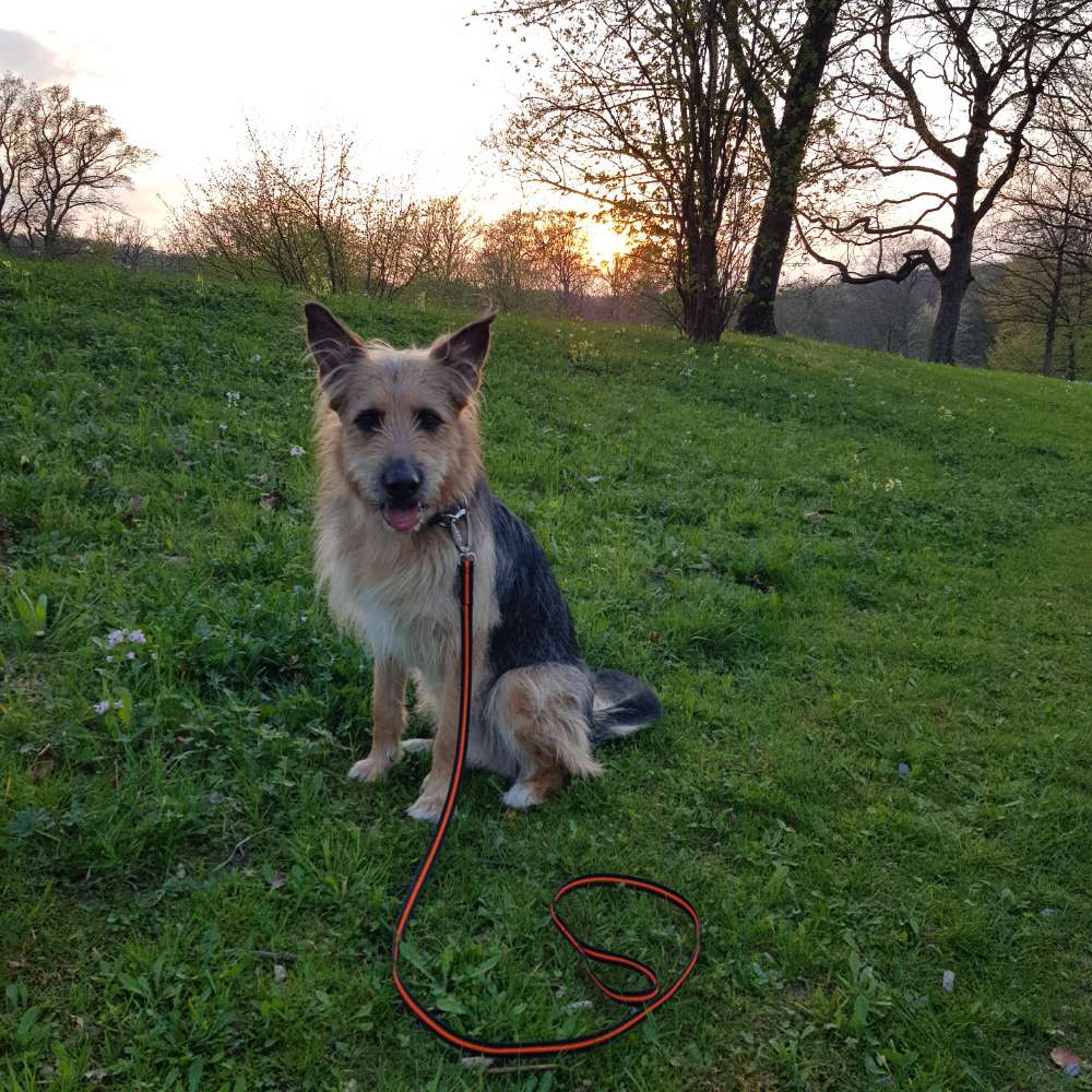 Hundetreffen-Social Walk im Teutoburger Wald-Profilbild