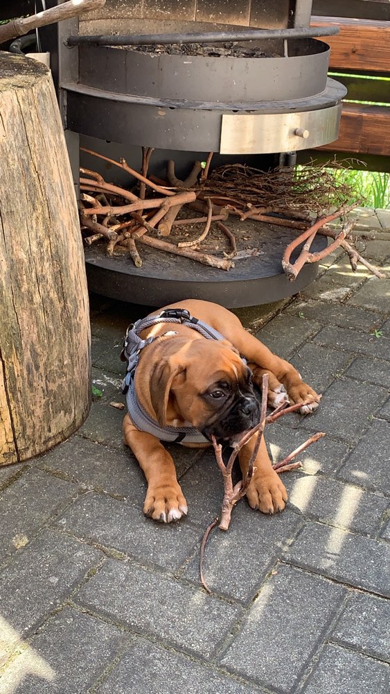 Hundetreffen-Louie sucht Sozialkontakte 🐶-Profilbild