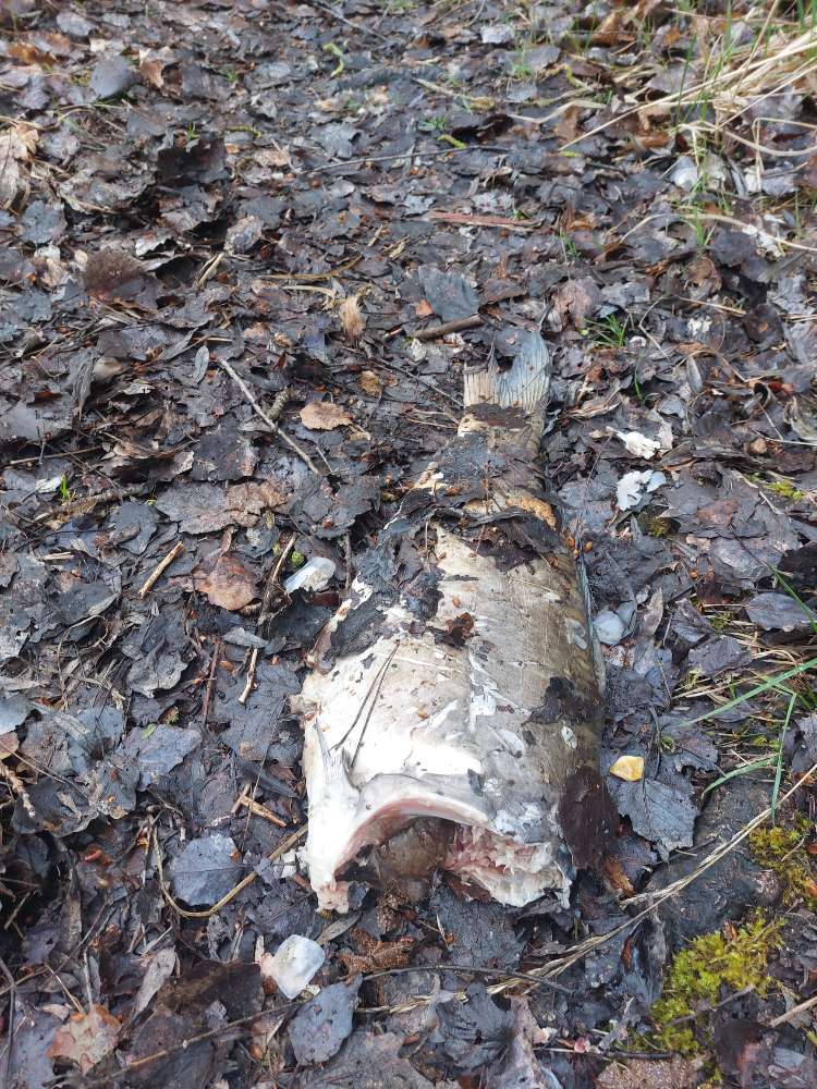 Giftköder-Fischkadaver am Weiher Oberstimm-Profilbild