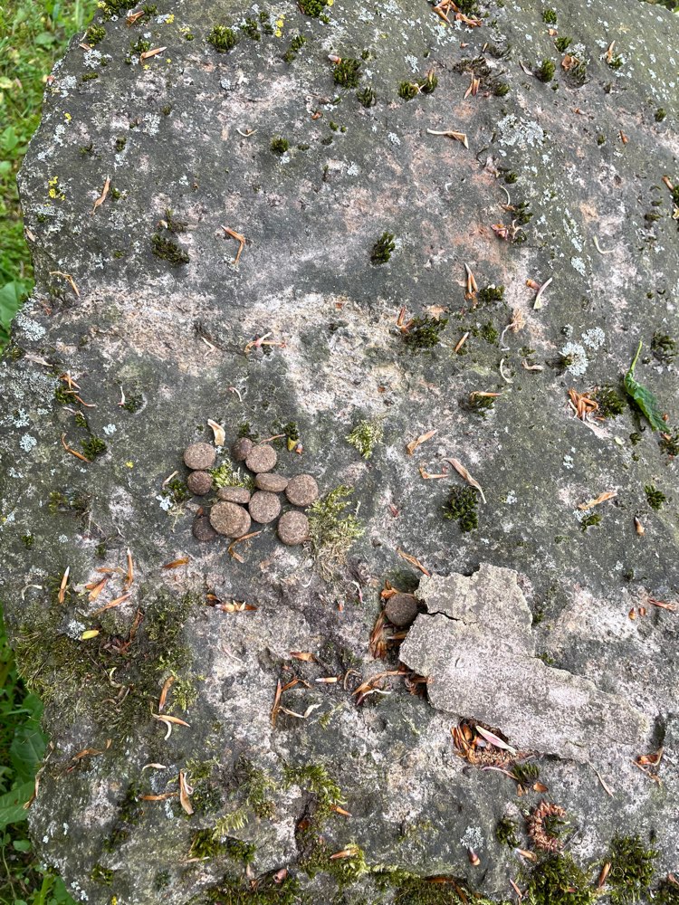 Giftköder-Mögliche Giftköder-Profilbild