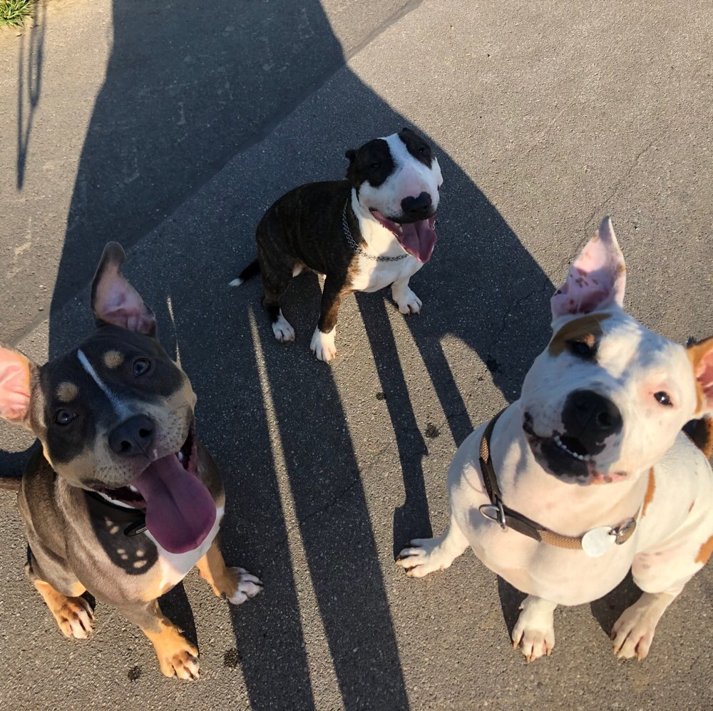 Hundetreffen-Freies Treffen-Profilbild