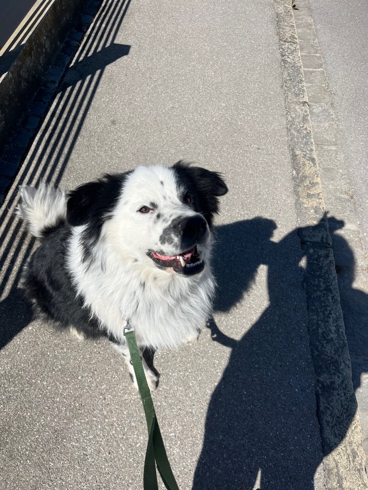 Hundetreffen-Hunde zum spielen und spazieren gesucht-Profilbild