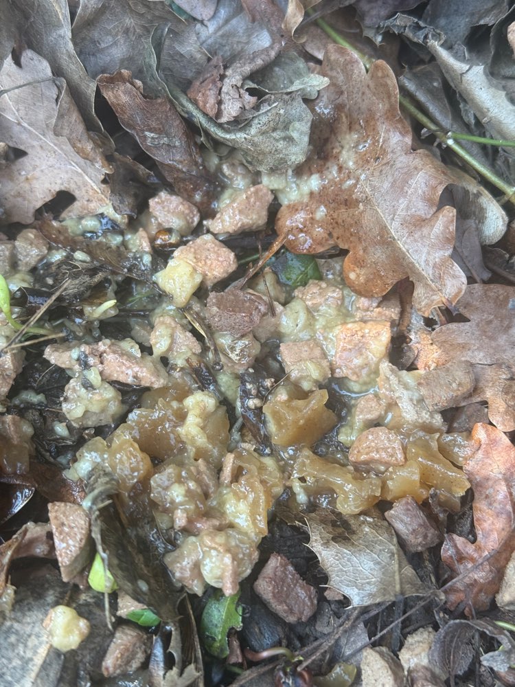 Giftköder-Eventuell Giftköder?-Profilbild