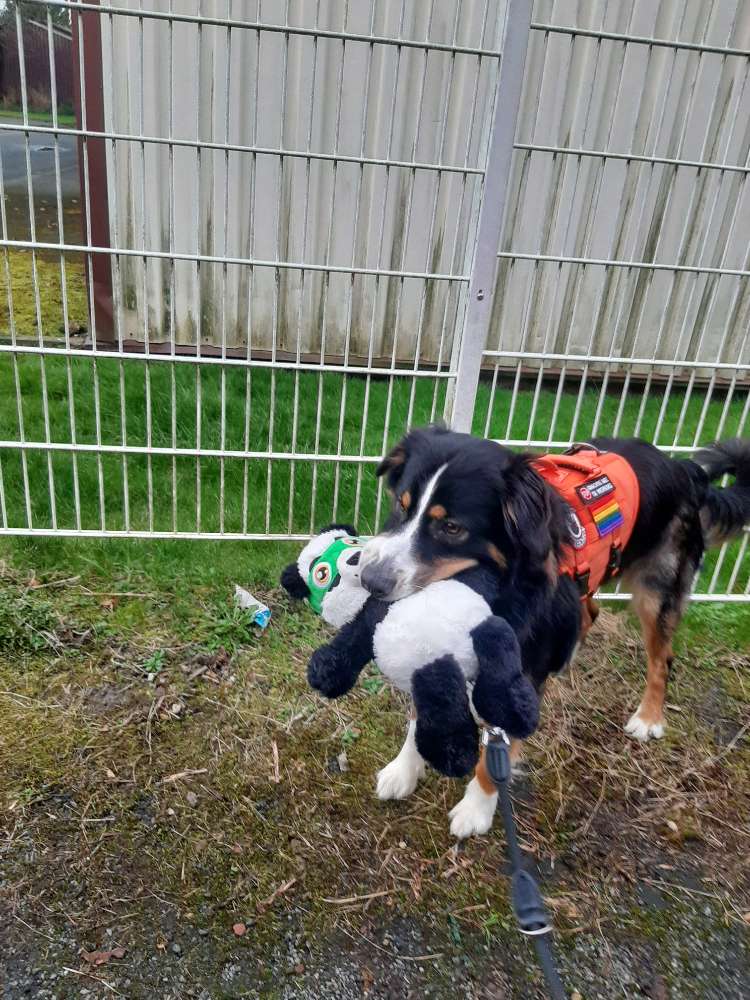 Hundetreffen-Traningskumpel gesucht-Profilbild