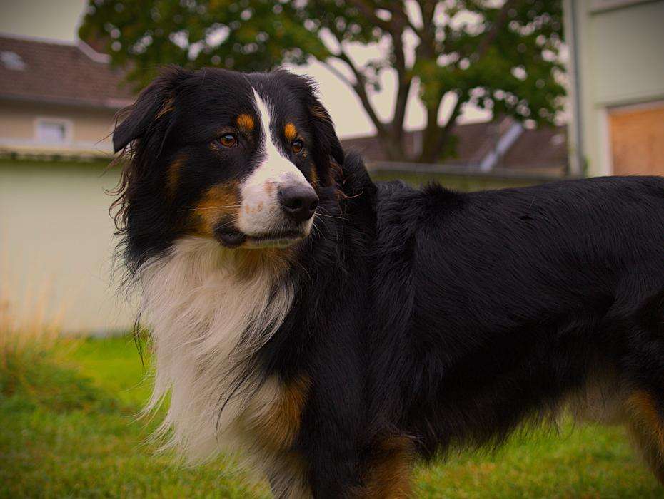 Hundetreffen-Welpen zum Fotografieren gesucht🐾📸-Profilbild