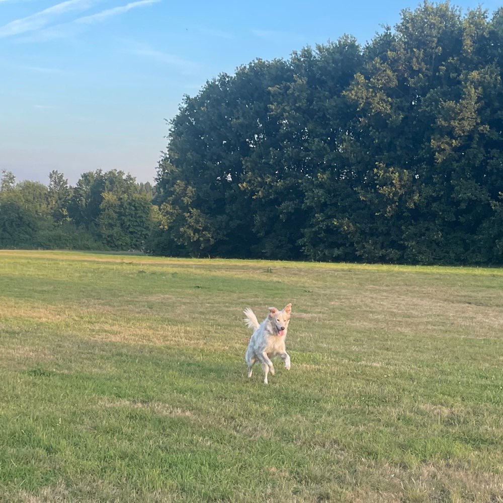 Hundetreffen-Schwarze verträgliche Rüden zum üben gesucht-Profilbild