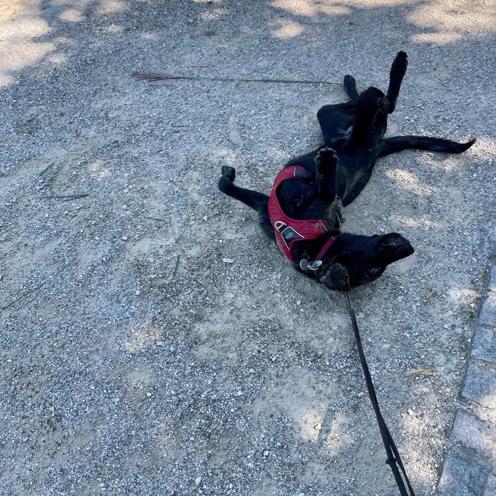 Hundetreffen-Kurz Treff 🐾-Profilbild