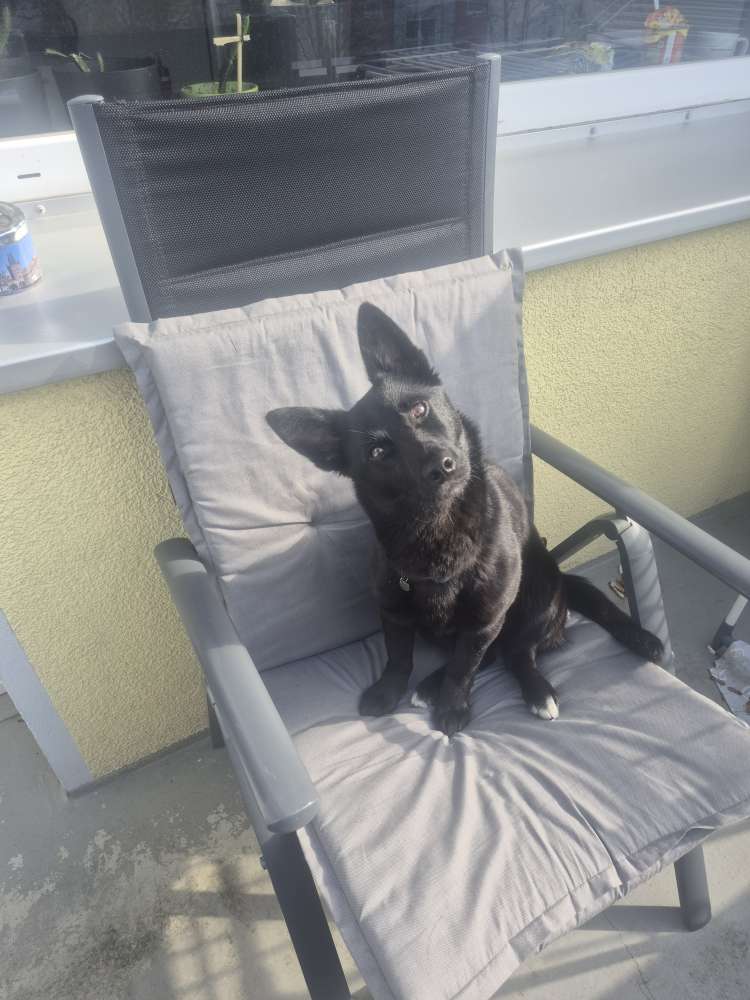 Hundetreffen-Gemeinsames Spazierengehen, Spielen-Profilbild