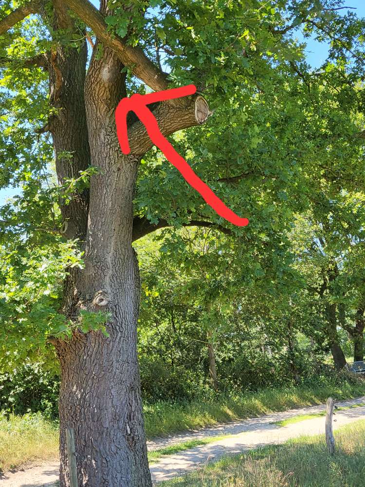 Giftköder-Eichenprozesssionsspinner-Profilbild