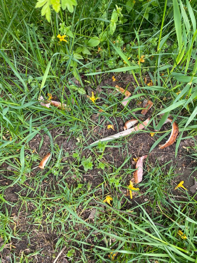 Giftköder-Fleischreste am Straßenrand (beseitigt)-Profilbild