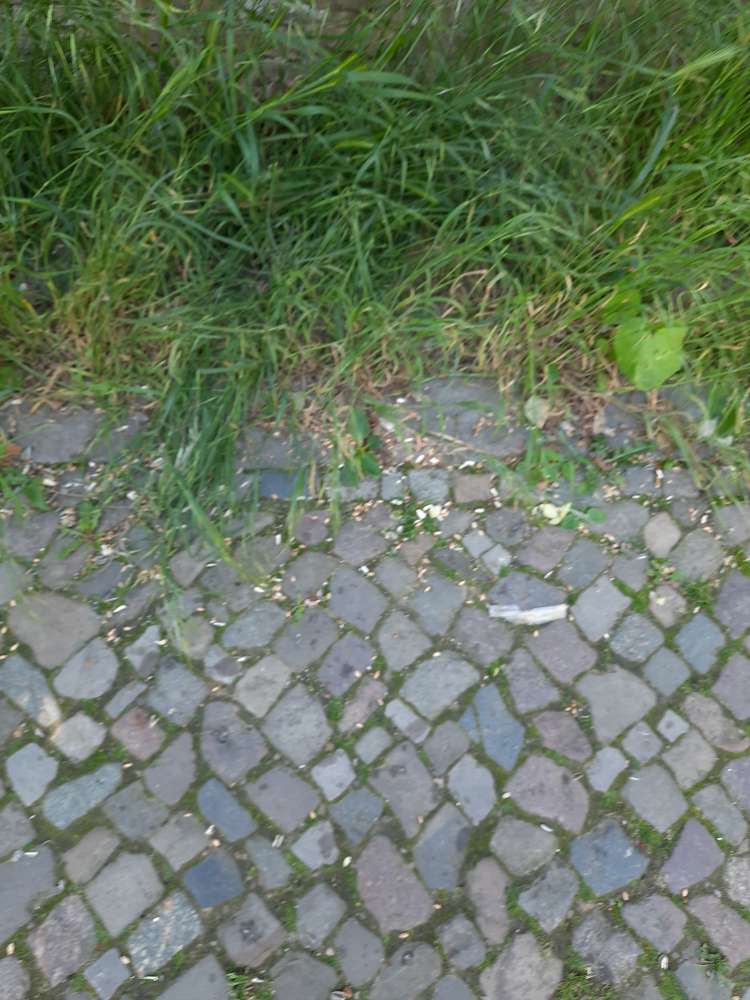 Giftköder-Körrner an der Mauer zum Leisepark-Profilbild