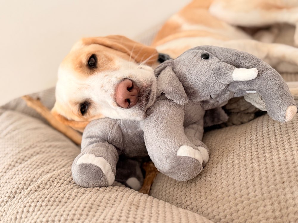 Hundetreffen-Gegenseitige Betreuung? 🐶-Profilbild