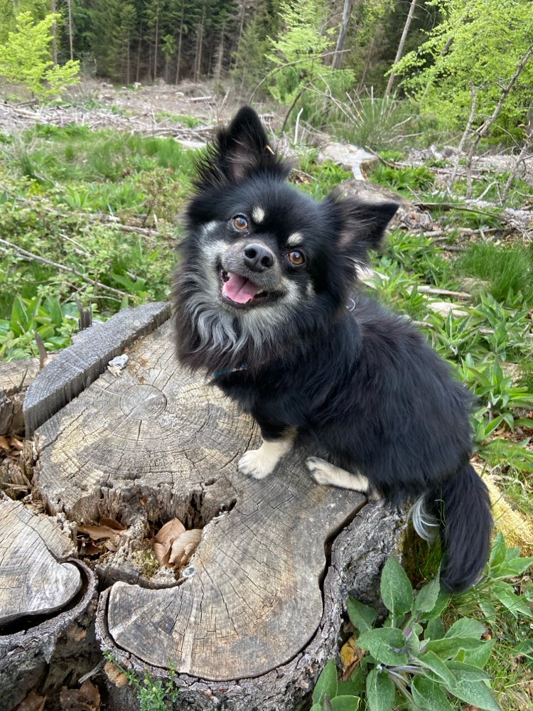 Hundetreffen-Gemeinsame Spaziergänge-Profilbild